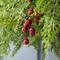 Glitzhome® 24"D Christmas Greenery PE Cedar Wreath with Red Berries